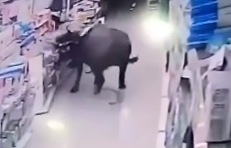 bull attacks pregnant woman