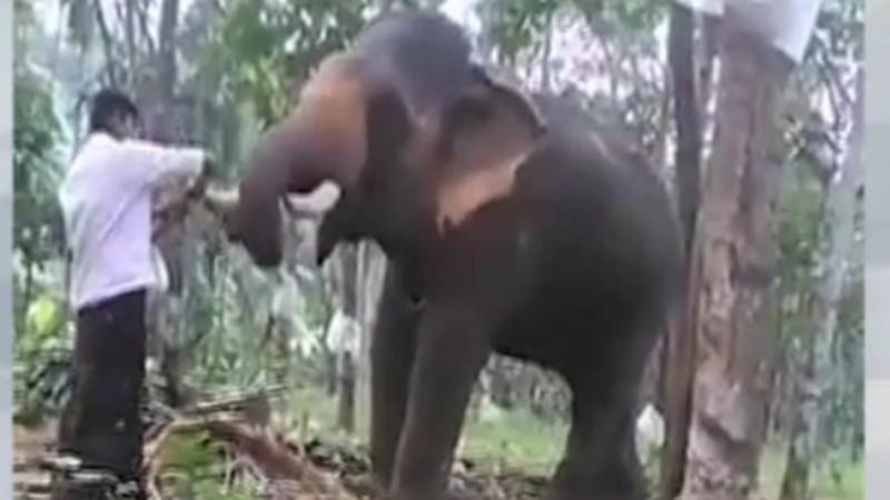Kerala-Baahubali-tries-an-elephant-stunt-get-flung-in-the-air
