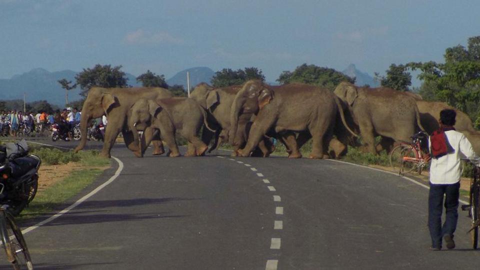 Elephants crossing highway