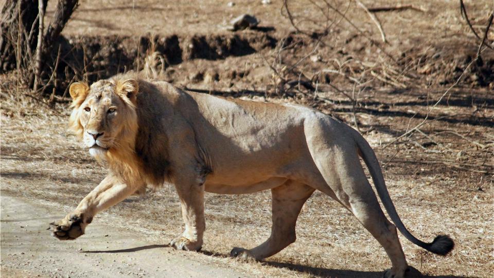 asiatic lions