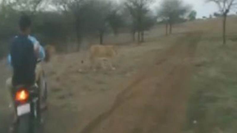Bikers-chasing-lion-lionesses-in-gir