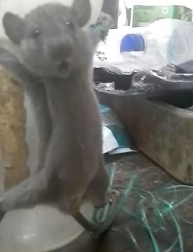 rat beaten with stick in video