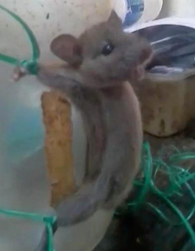 rat tied to jar and beaten