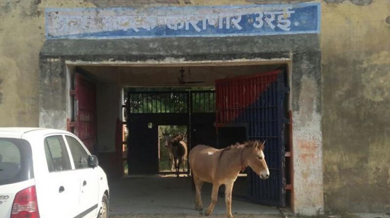 donkeys arrested