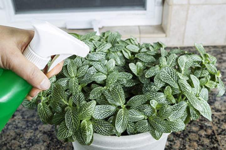 Protect Plants from Pests and Infections