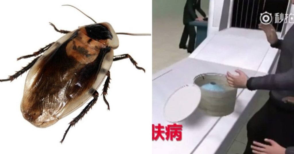 china couple carrying cockroaches in airport