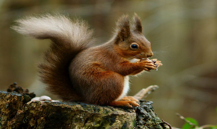 squirrel arrested for crime