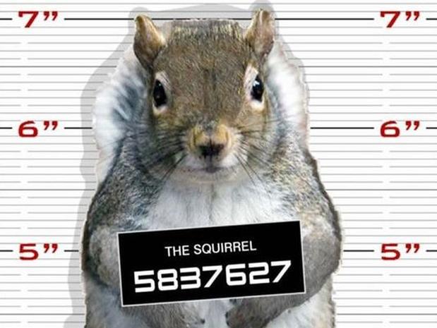 squirrel arrested for crime in new jersey