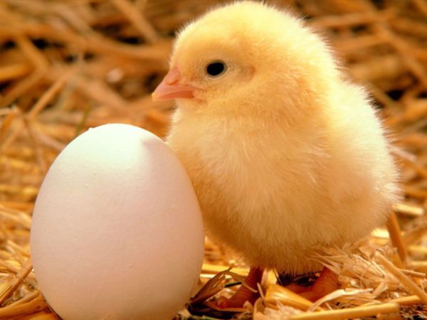 Egg and Chick