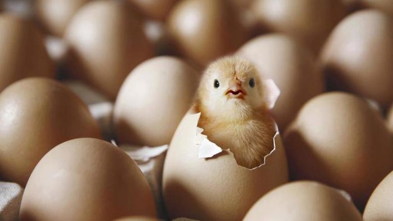 eggs are vegetarian