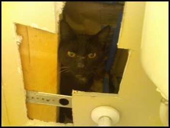 cat stuck in walls PICS