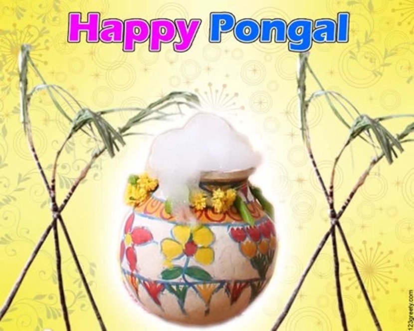 happy pongal 2018 hd wallpapers