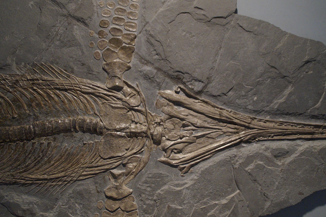 ichthyosaur fossils found in Gujarat