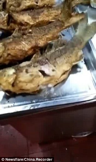 fish comes to life after fried 2