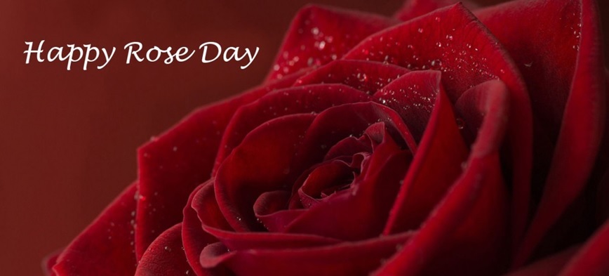 rose day 3d pics