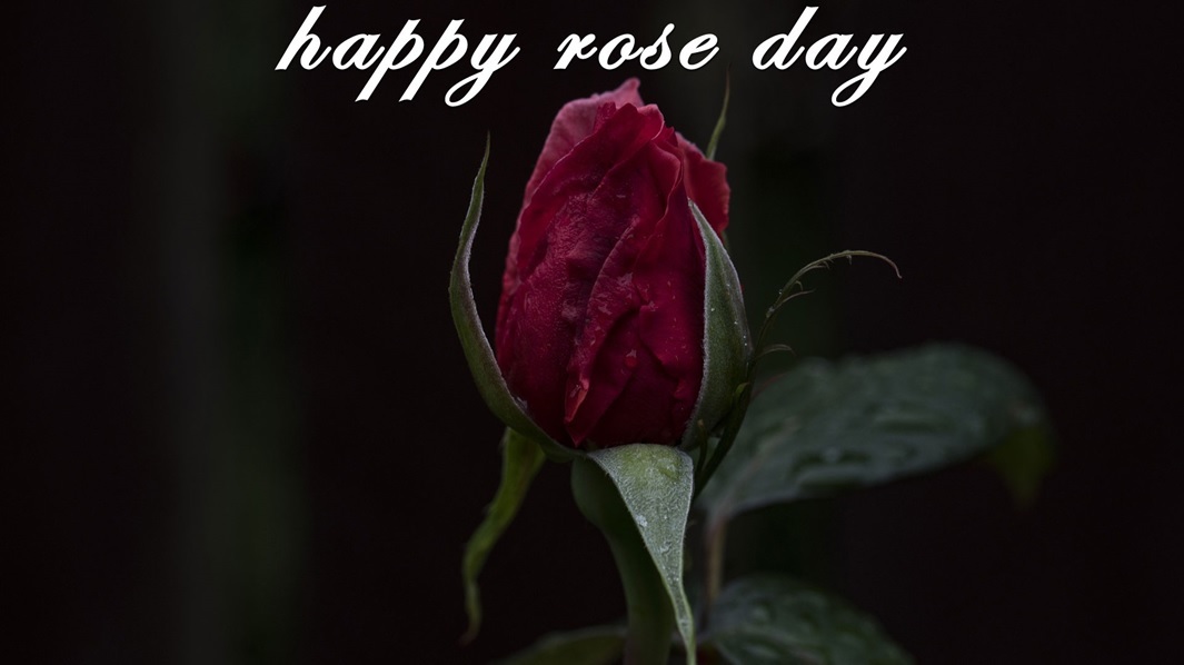 rose day 2018