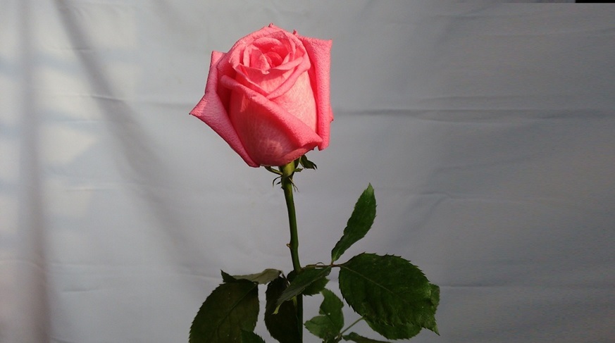 rose day hd wallpapers