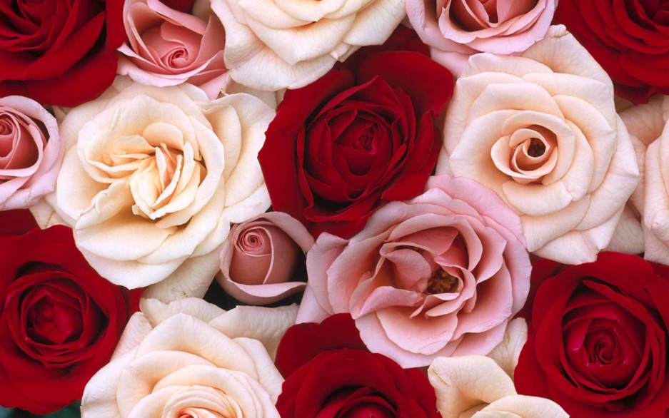 happy rose day 2018 hd wallpapers