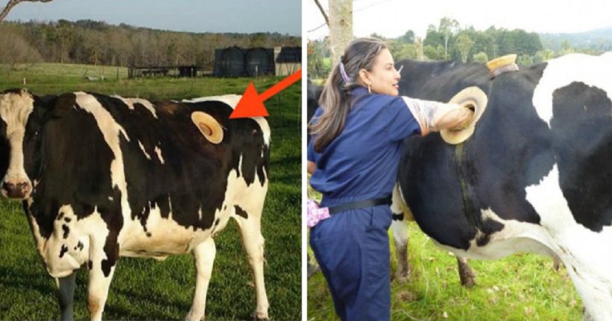 This Reason Behind Switzerland People Making Holes In Their Cows