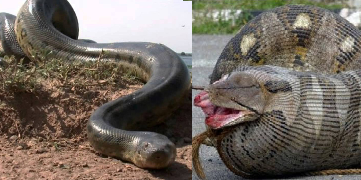 largest anaconda ever killed