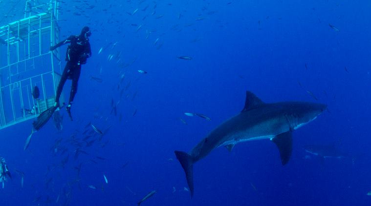 shark, shark attack, shark bites off diver mask. shark bites off mask, divers mask. viral video,