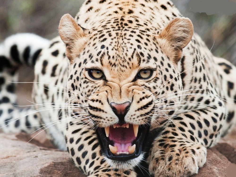 Leopard Snatches 3-Year-Old 