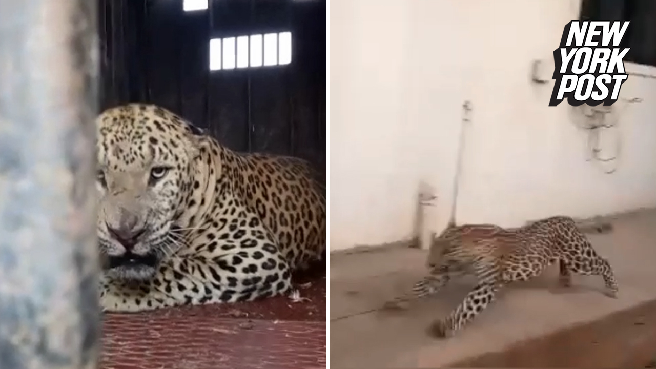 The leopard injured 3 people that included a politician and 2 media personnel