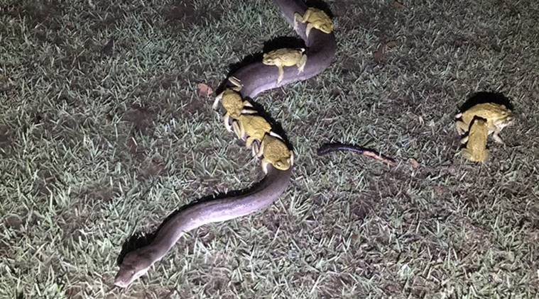 rare animal video, toads ride on python, frogs use python as ride, cane toads, toads hitchhikes ride on python to avoid rain, australia news, bizarre news, indian express, viral news