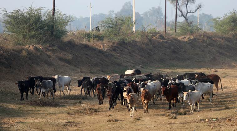 On R-Day and I-Day, Rajasthan govt to honour those who adopt stray cows