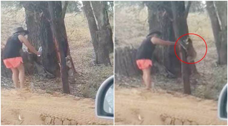 koala, koala drink water from bottle, koala heatwave water drink. woman gives water to koala heat wave hits Australia, viral video