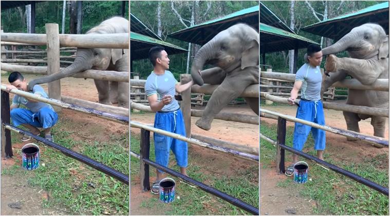 elephant urge man to play, thailand elephant camp, cute animal video, playful elephant videos, baby elephant play with man, Mae-Sa Elephant Camp, viral video, indian express