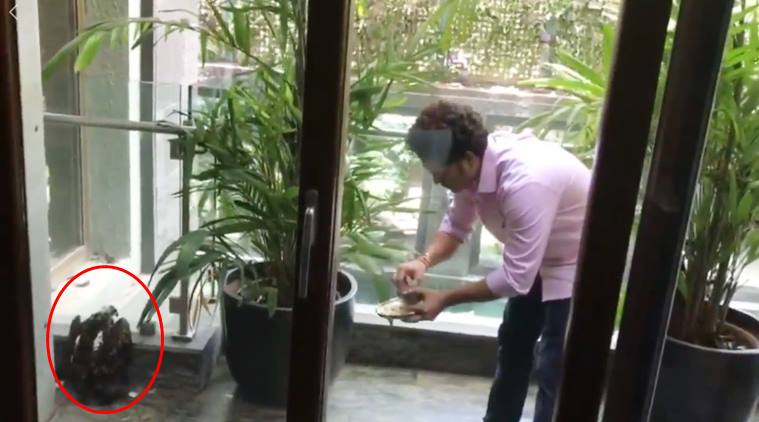 Sachin Tendulkar, Sachin Tendulkar bird rescue, Sachin Tendulkar helps bird, Sachin Tendulkar rescues kite, Sachin Tendulkar bird in home balcony, Sachin Tendulkar videos, viral videos, indian express