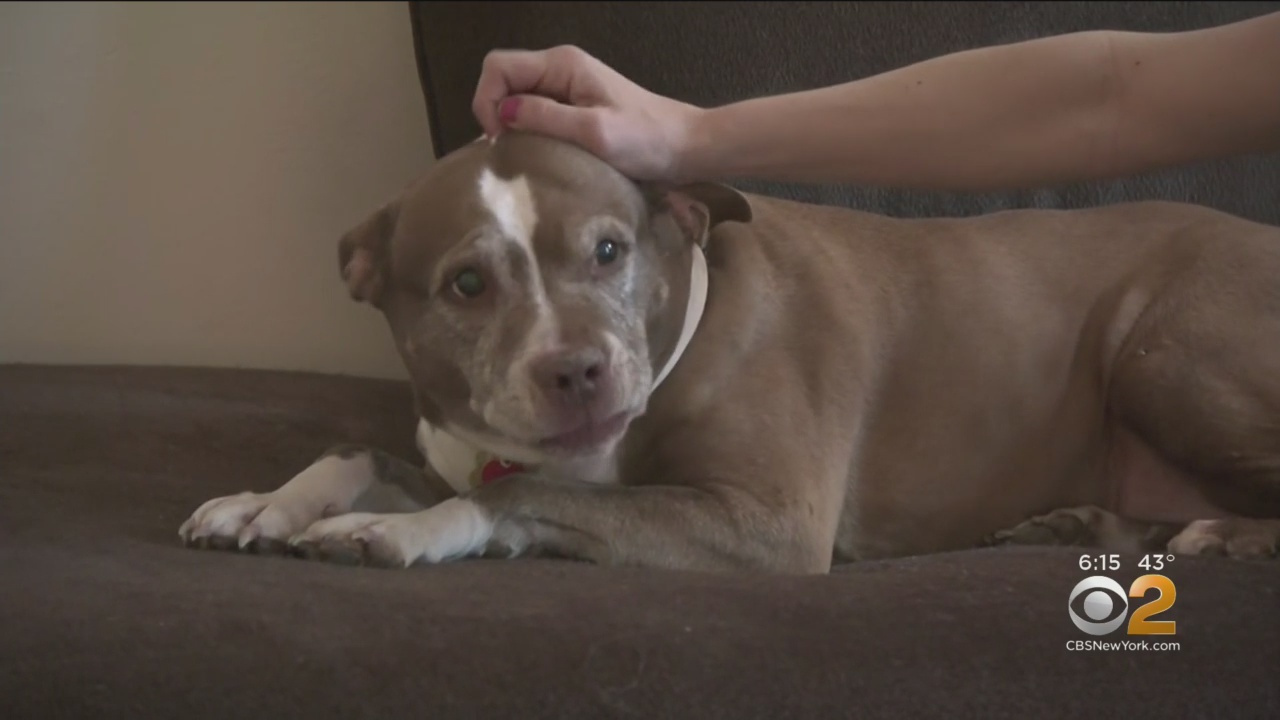 Pit Bull Saves Family by Alerting Cops to Gas Leak