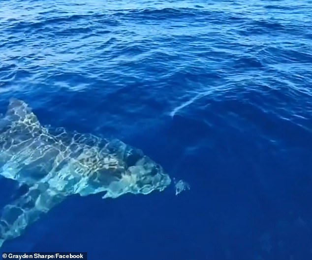 Caught on tape 6 meter shark stalks 2 men in a Boat