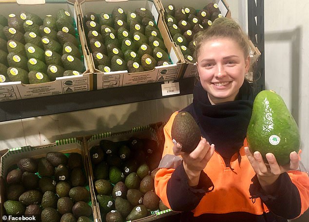 Giant Avocados Called “avozilla” That Are Three Times The Size Of A