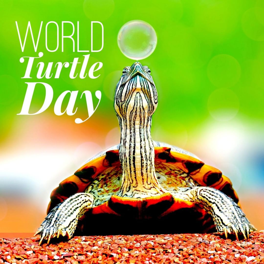 [10000印刷√] happy world turtle day 286555Happy world turtle day 2021