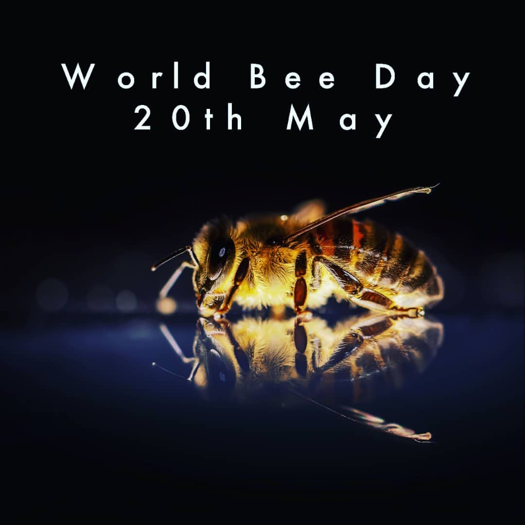 World Bee Day Hd Pictures Images And Ultra Hd Wallpapers For Desktop Mobile Twitter Instagram Whatsapp And Facebook