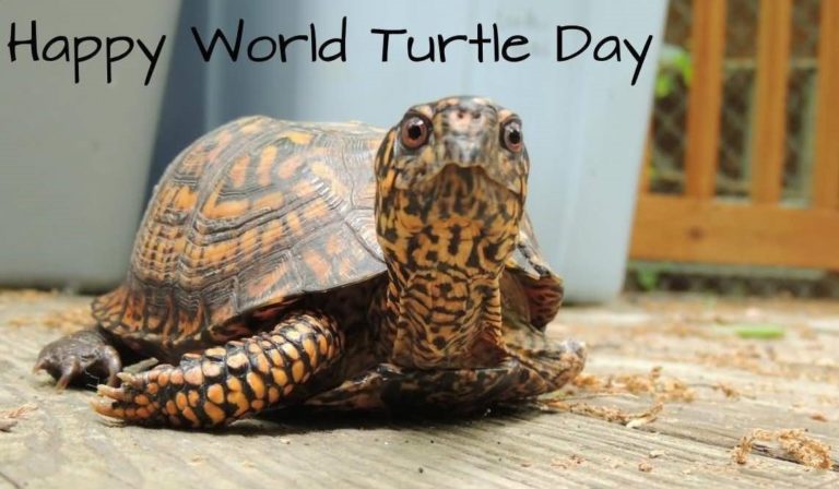 World Turtle Day HD Images, Ultra-HD Wallpapers, and Pictures For ...