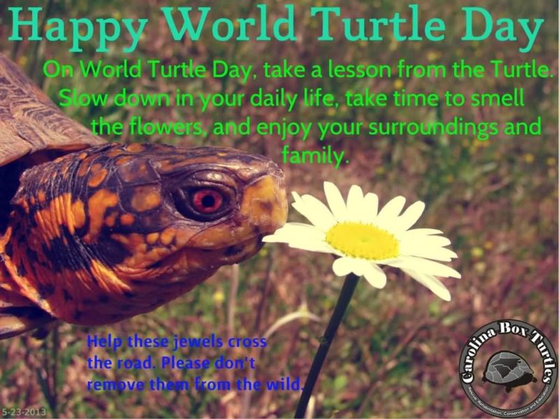 World Turtle Day HD Images, Ultra-HD Wallpapers, and Pictures For ...