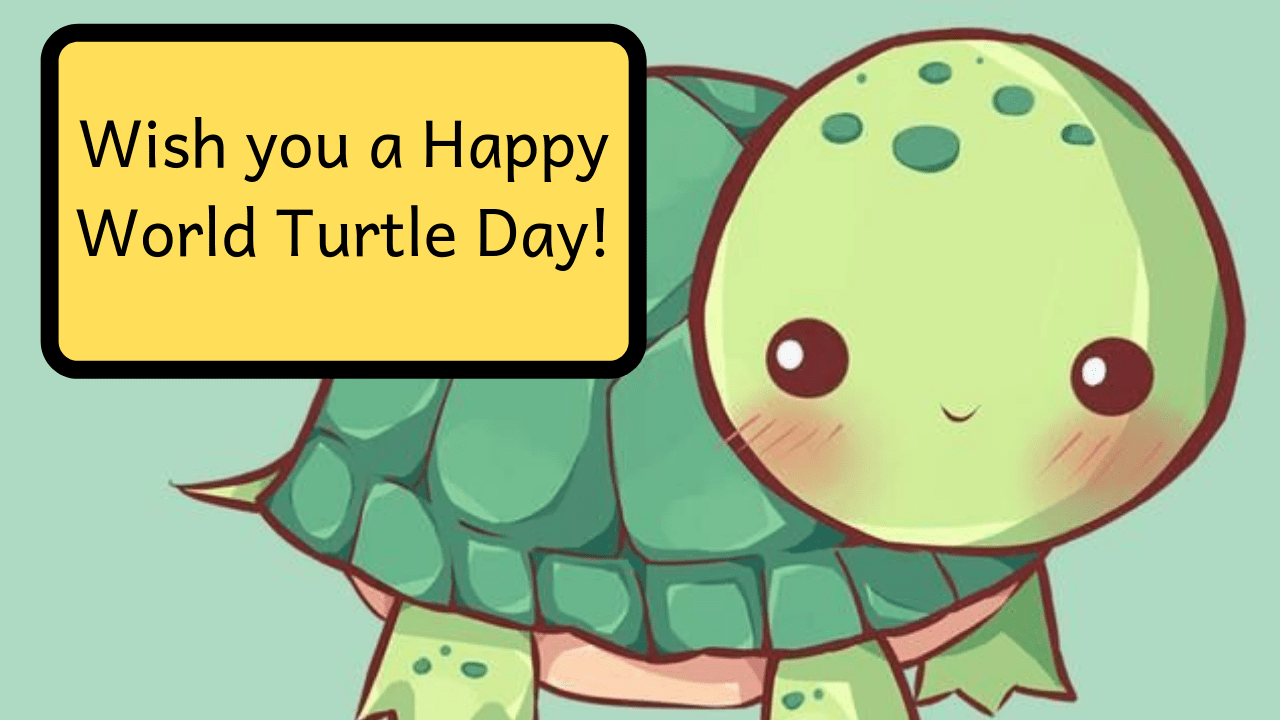 World Turtle Day Hd Images Ultra Hd Wallpapers And Pictures For Twitter Instagram Facebook And Whatsapp High Quality Pictures For Sharing