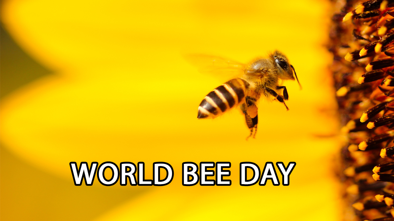 Bee Day Hd Pictures Images And Ultra Hd Wallpapers For Desktop Mobile Twitter Instagram Whatsapp And Facebook