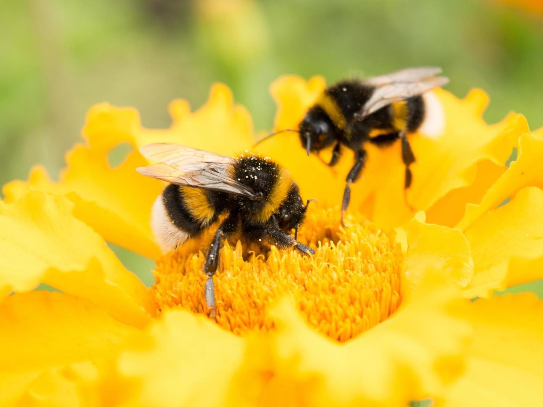 Bee Day HD Pictures, Images, And Ultra HD Wallpapers For