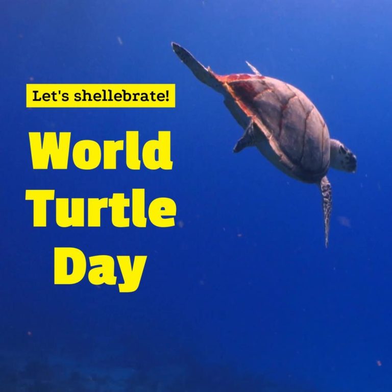 World Turtle Day HD Images, Ultra-HD Wallpapers, and Pictures For ...