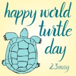 World Turtle Day HD Images, Ultra-HD Wallpapers, and Pictures For ...