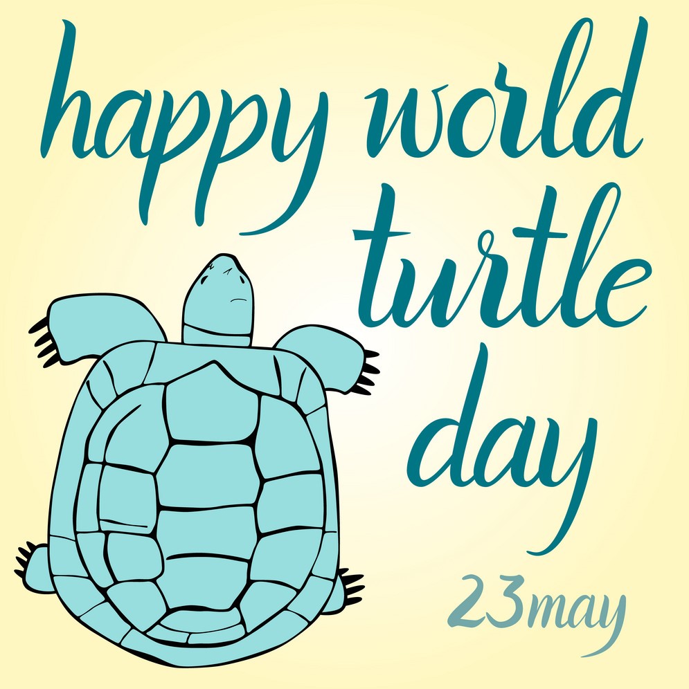 World Turtle Day Hd Images Ultra Hd Wallpapers And Pictures For Twitter Instagram Facebook And Whatsapp High Quality Pictures For Sharing