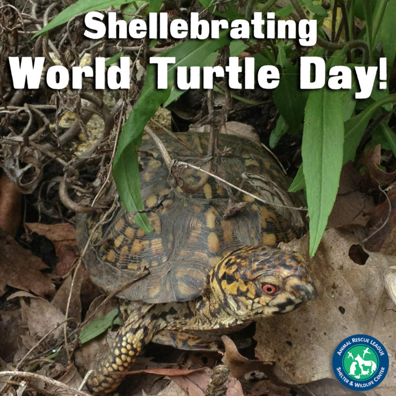 World Turtle Day HD Images, Ultra-HD Wallpapers, and Pictures For ...