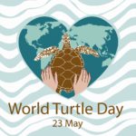 World Turtle Day HD Images, Ultra-HD Wallpapers, and Pictures For ...