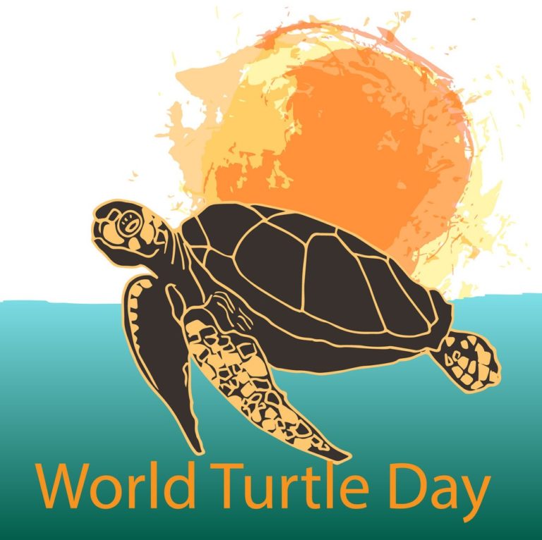 World Turtle Day HD Images, Ultra-HD Wallpapers, and Pictures For ...