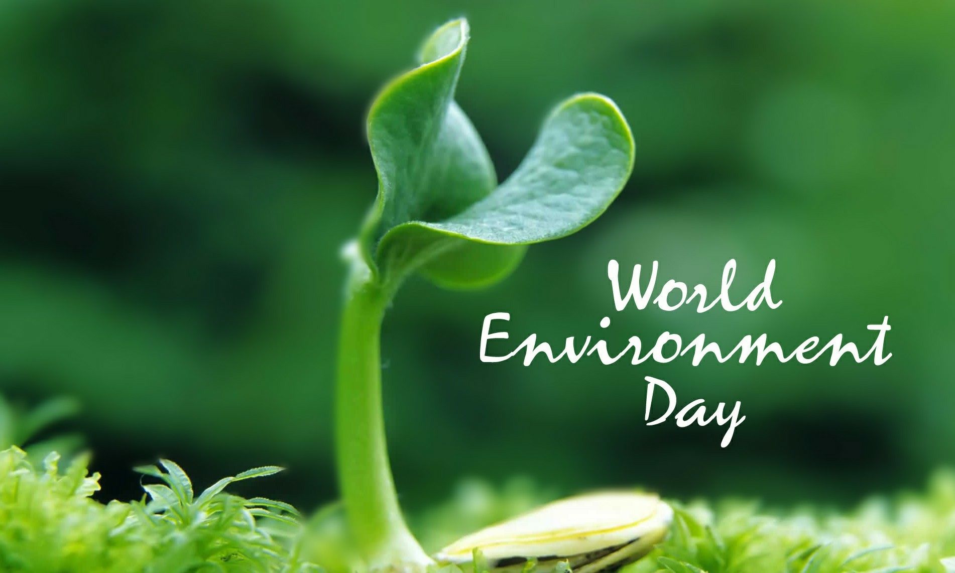 40 Unique World Environment Day Slogans And Best Quotes To Save Planet