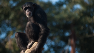 Chimpanzee Meat is being eaten at weddings and is being sold at markets